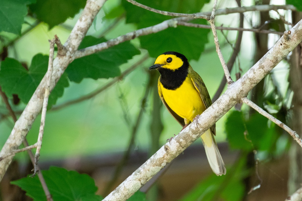 Hooded Warbler - ML229749311