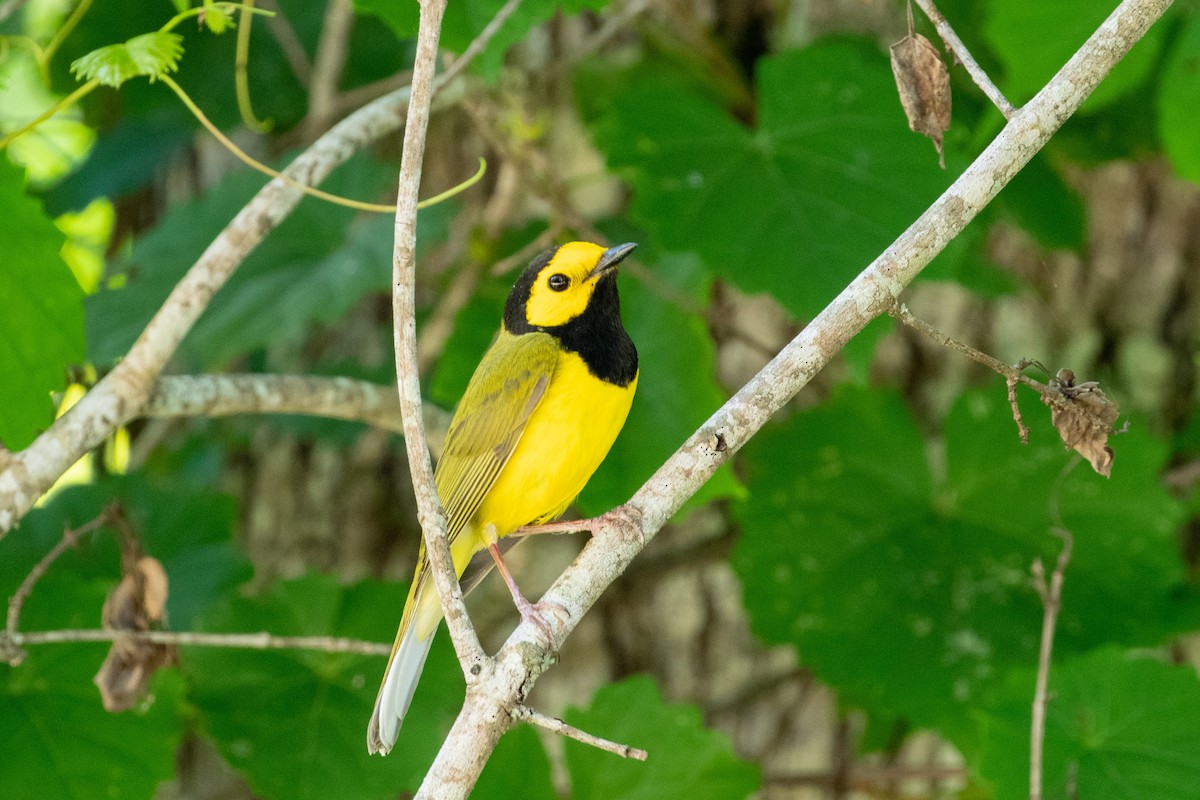 Hooded Warbler - ML229749331