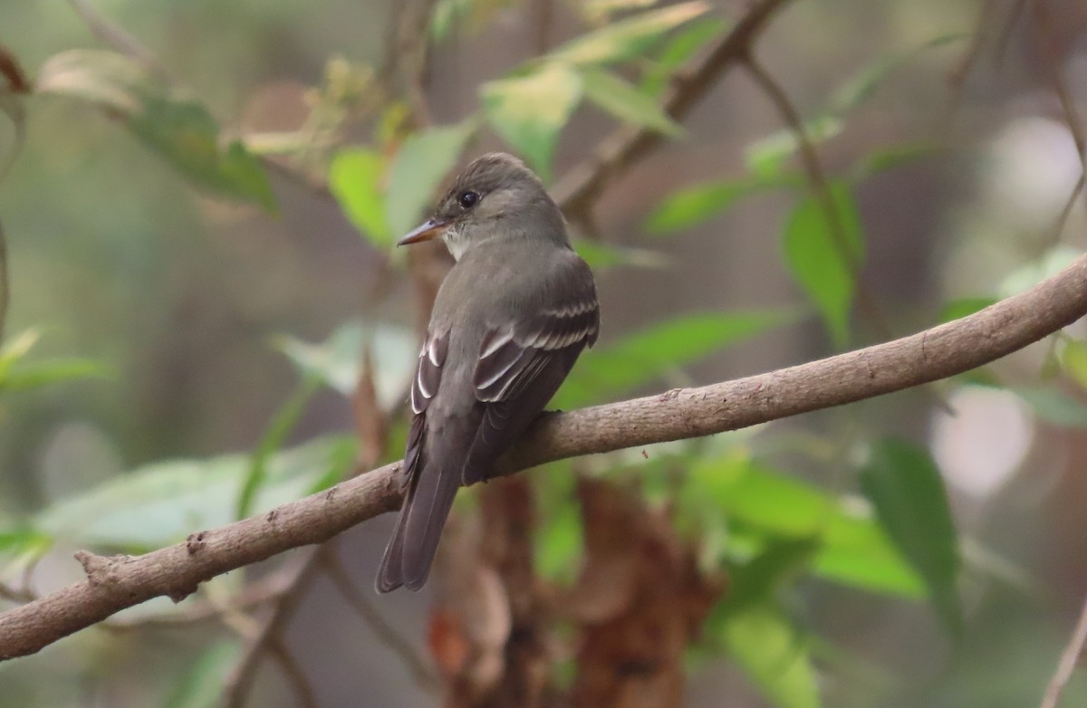 Eastern Wood-Pewee - ML229750991