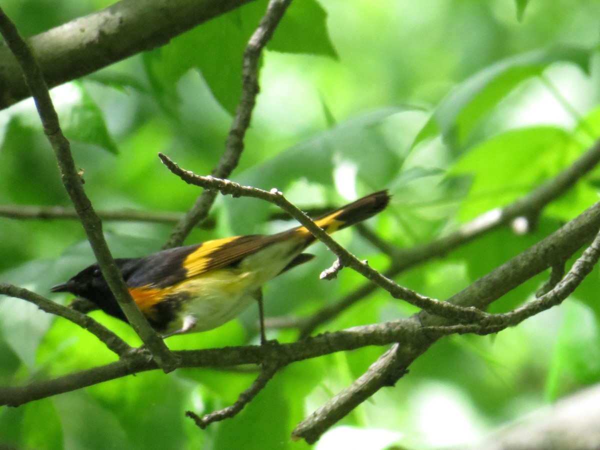 American Redstart - ML229751651