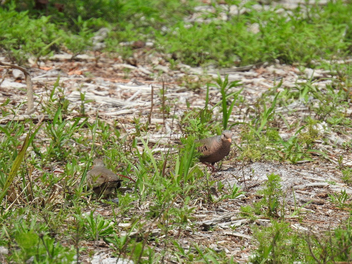 Common Ground Dove - ML229752781