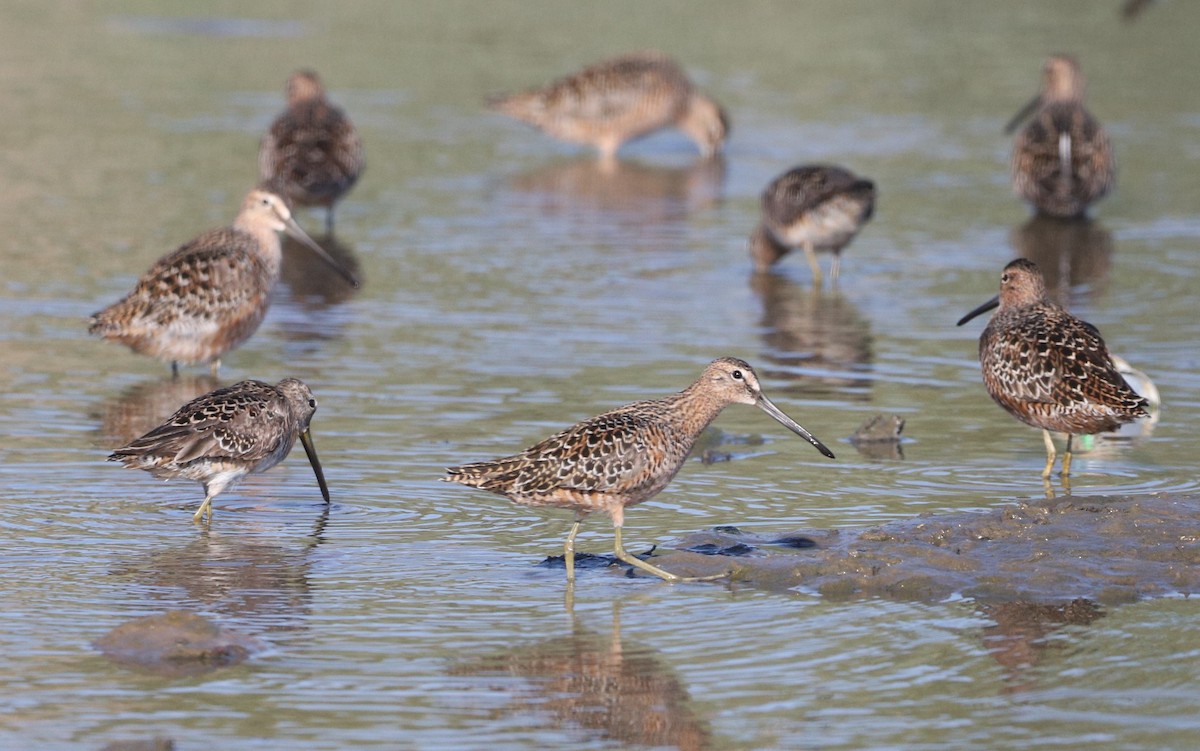 Long-billed Dowitcher - Shorty Veliz