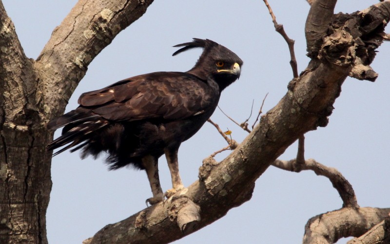 Long-crested Eagle - Kris Webb