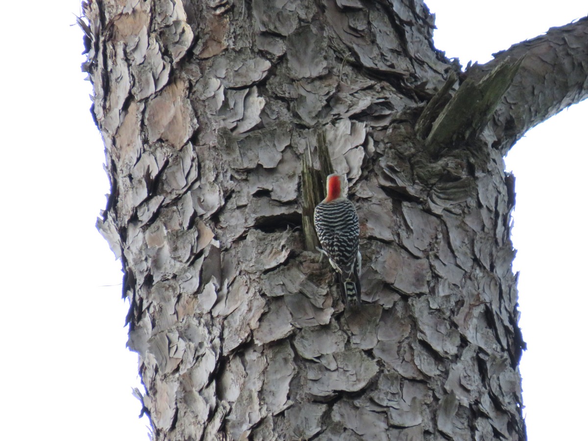 Red-bellied Woodpecker - ML229754011