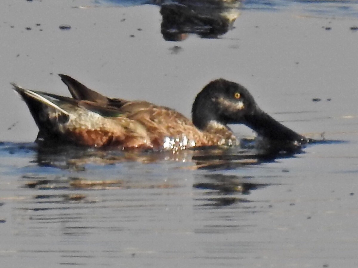 Northern Shoveler - Alec Napier