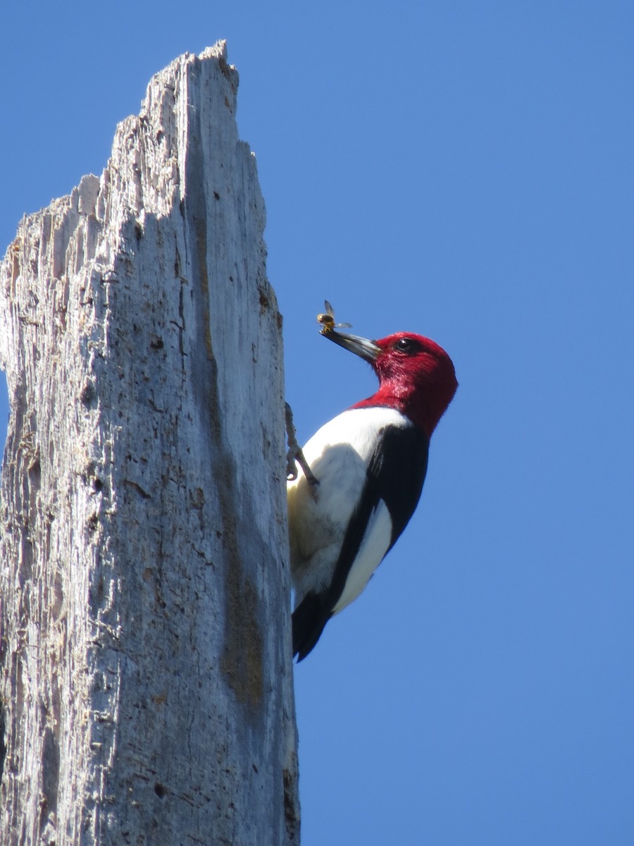 Red-headed Woodpecker - ML229755111