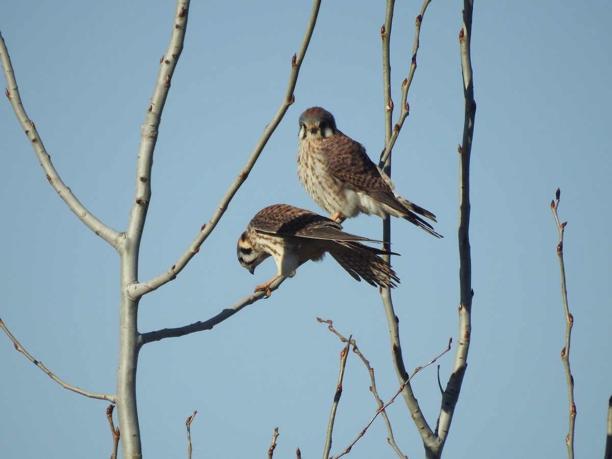 American Kestrel - ML229755961