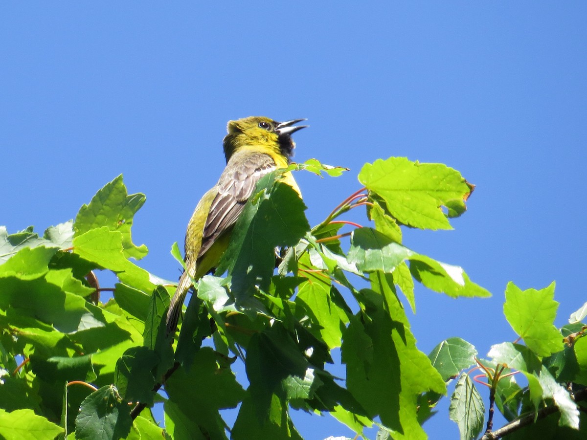 Orchard Oriole - ML229756841