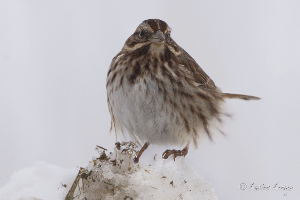 Song Sparrow - Lucien Lemay