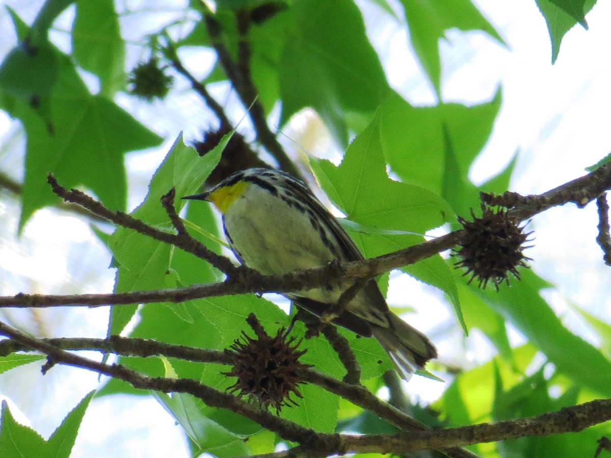 Yellow-throated Warbler - WS Barbour