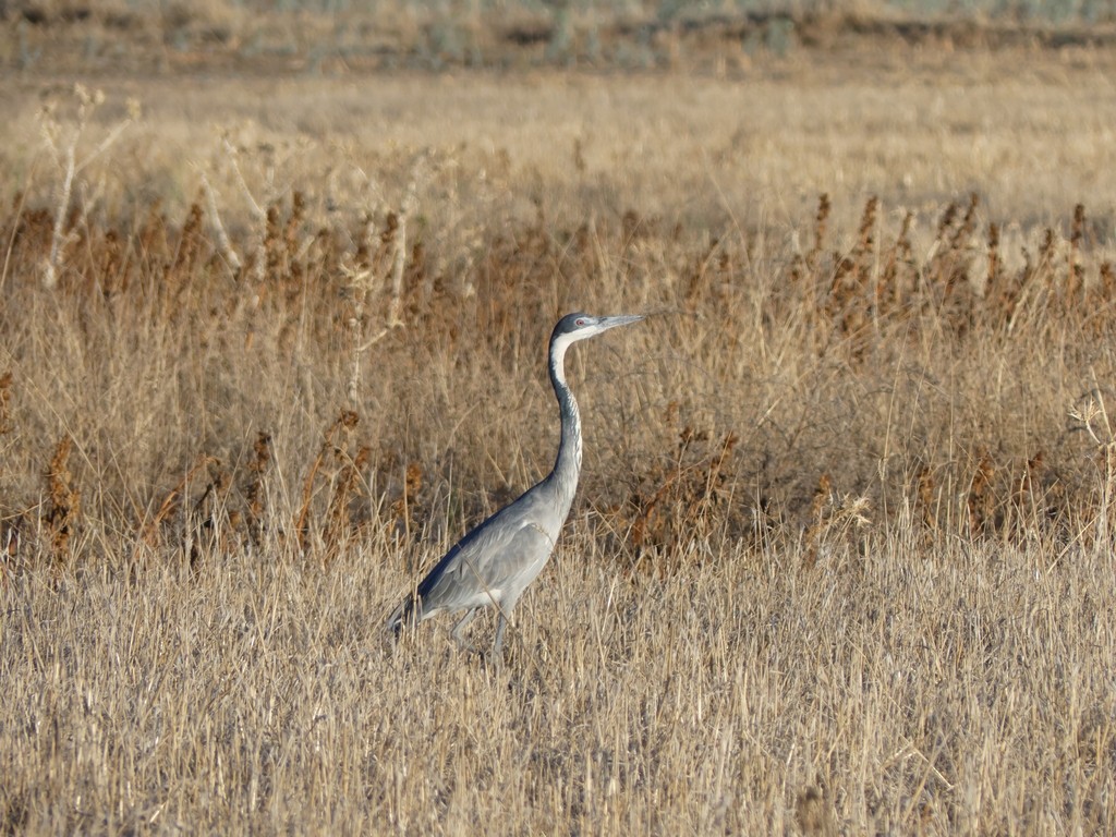 Black-headed Heron - ML229760211