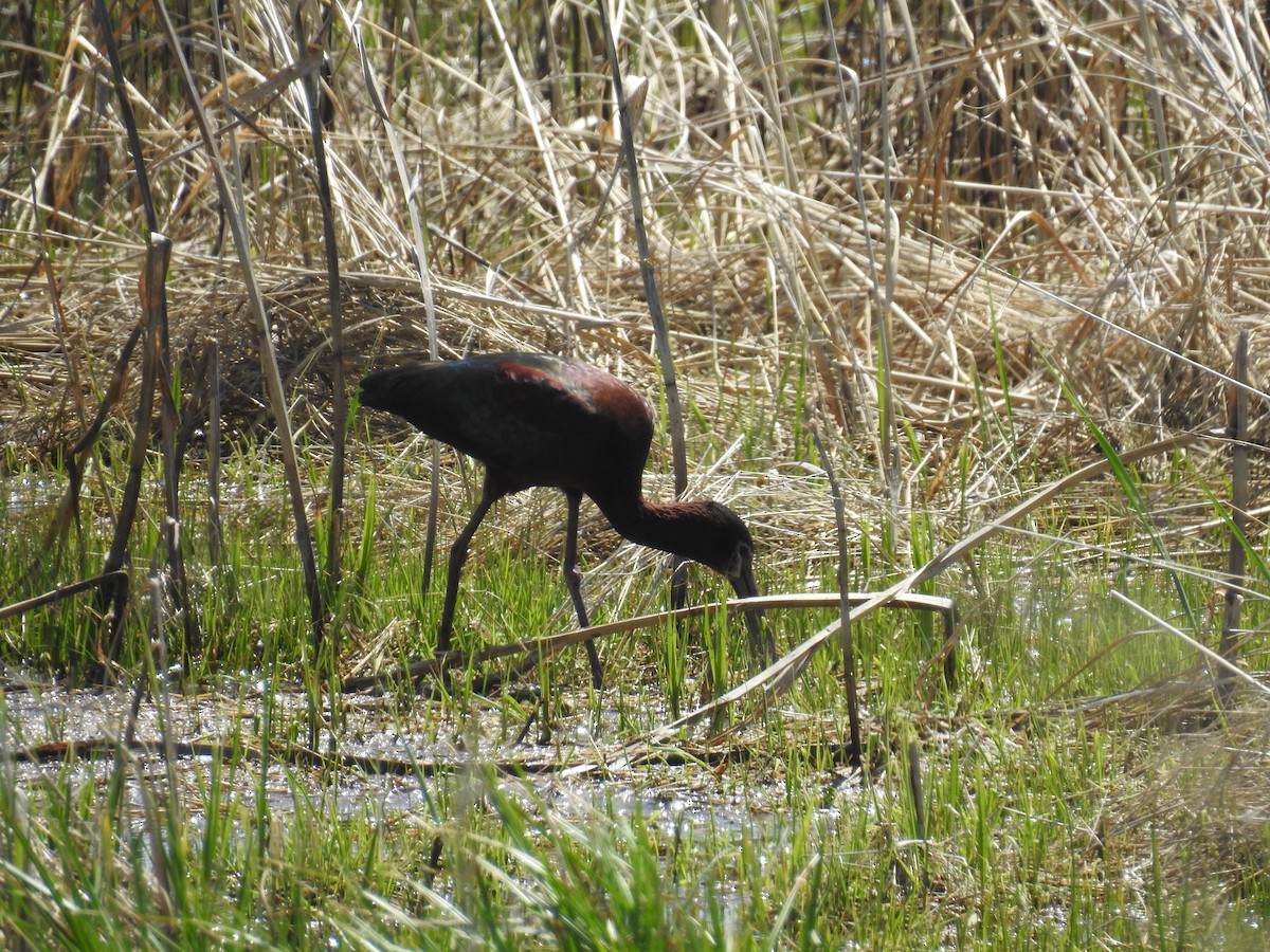 ibis americký - ML229760521