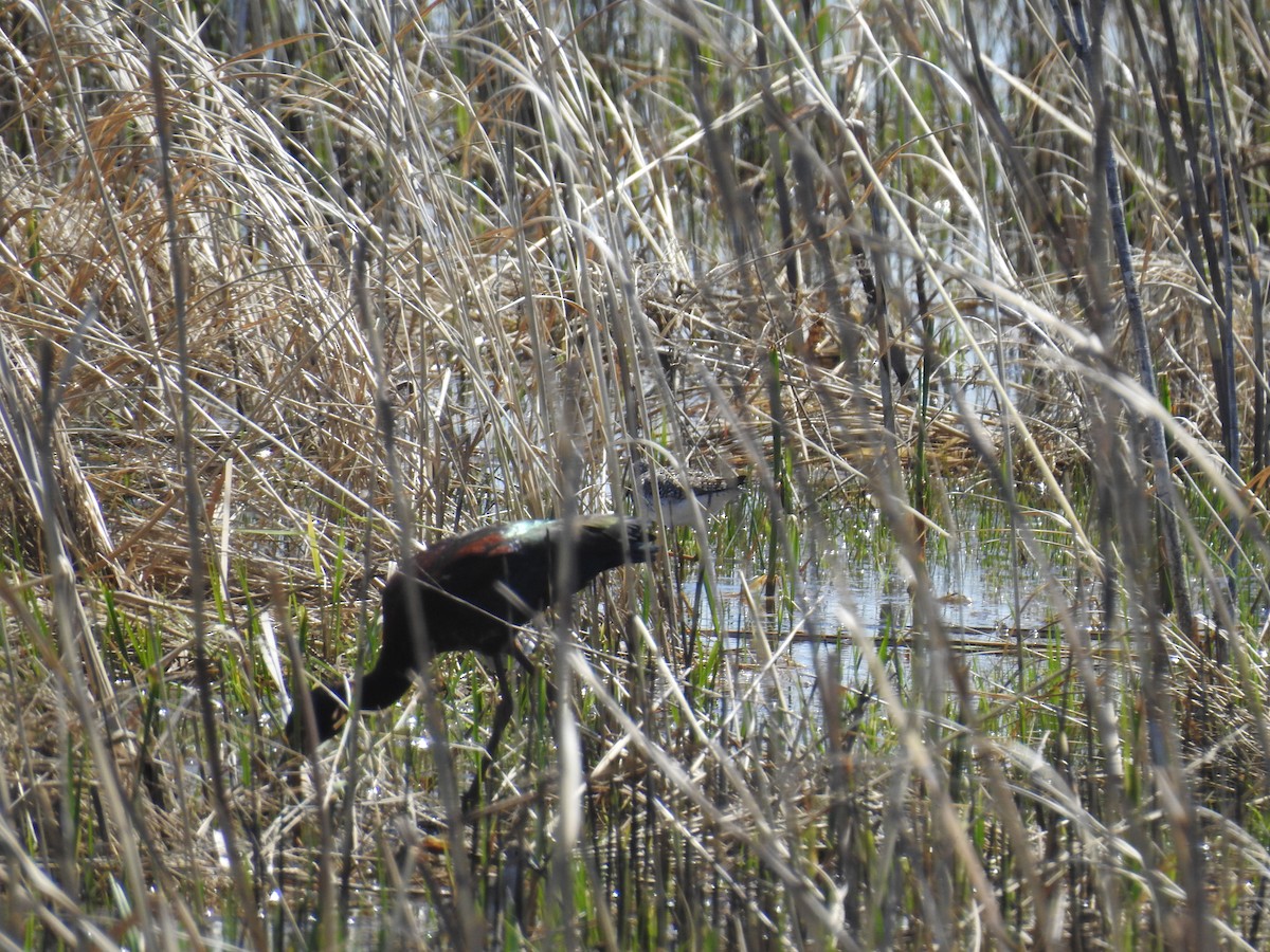 Ibis à face blanche - ML229760551