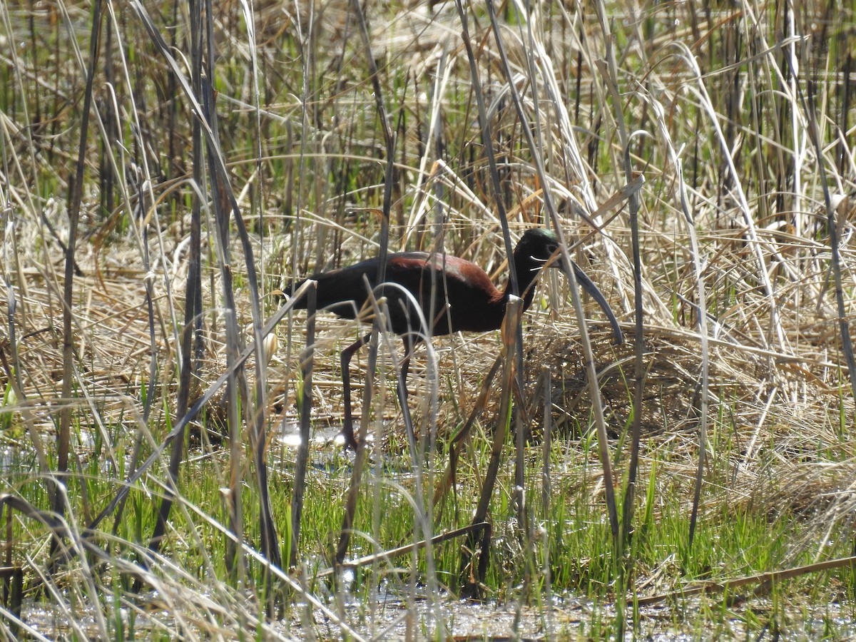 White-faced Ibis - ML229760561