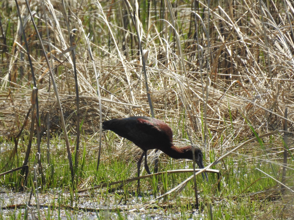 ibis americký - ML229760731
