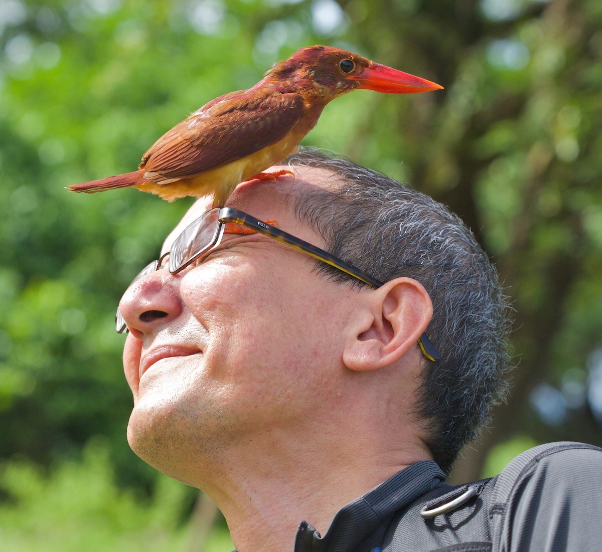 Ruddy Kingfisher - ML229761041
