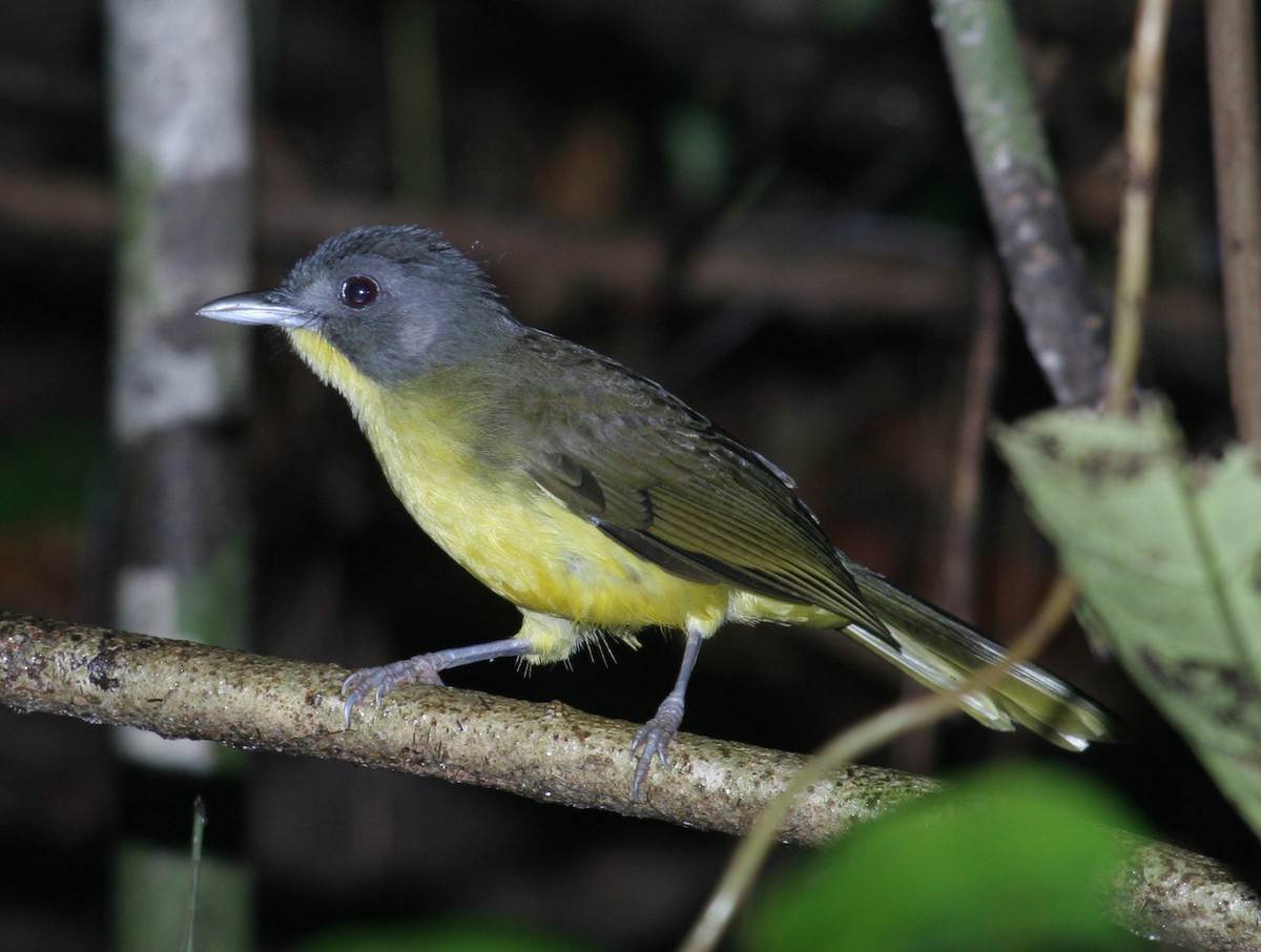Gray-headed Bristlebill - Fabio Olmos