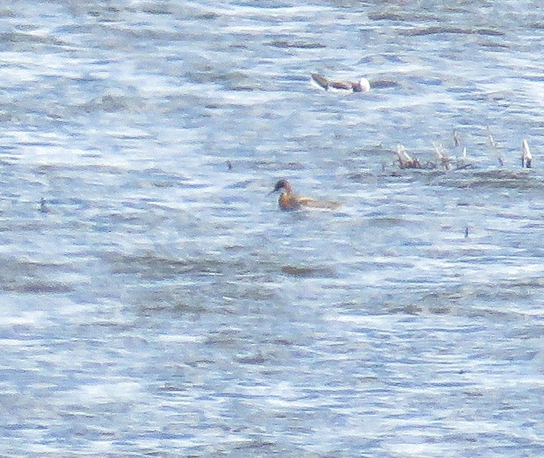 Red-necked Phalarope - ML229764031