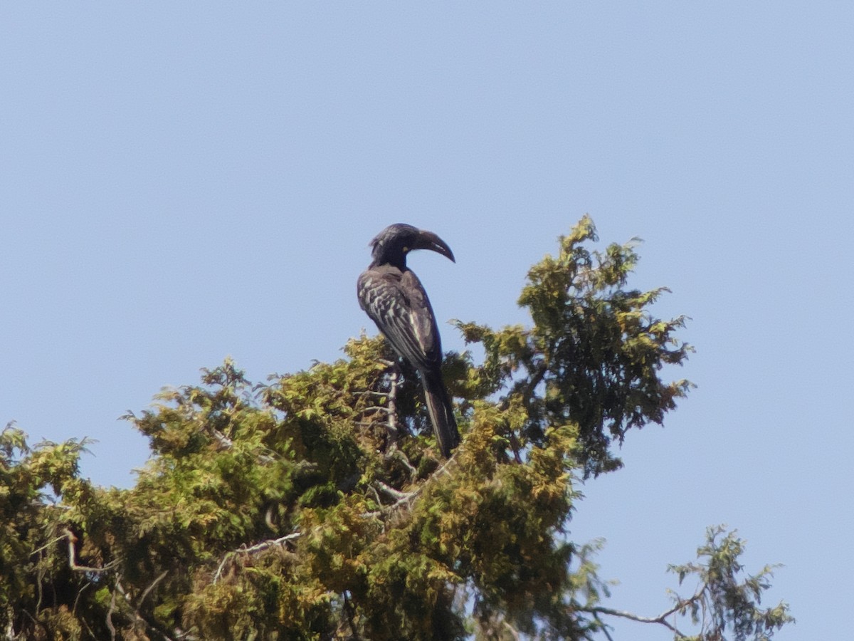 Hemprich's Hornbill - Tommaso Renzulli