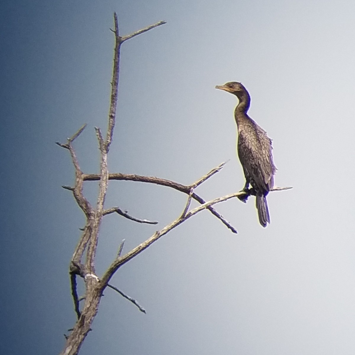 Neotropic Cormorant - ML229764921