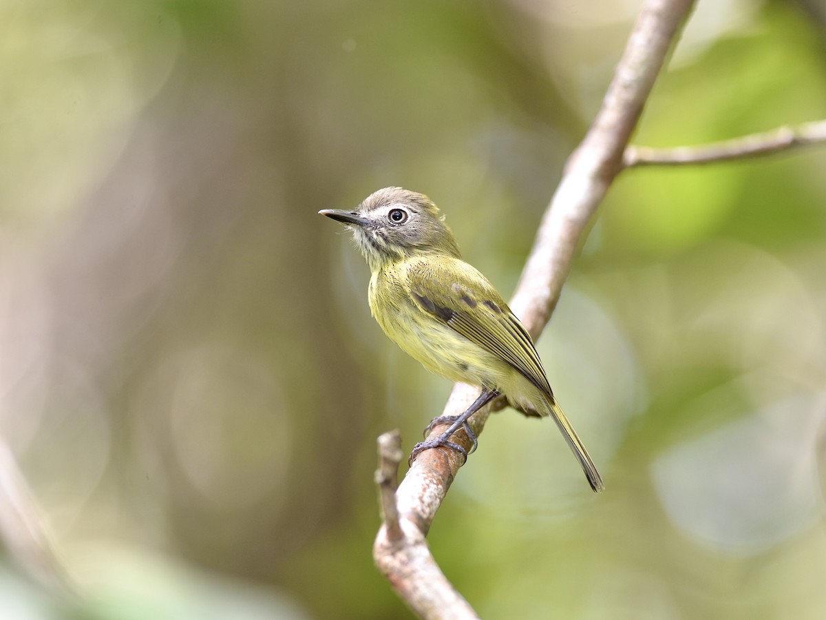 Stripe-necked Tody-Tyrant - Marcelo Barbosa - Tocantins Birding