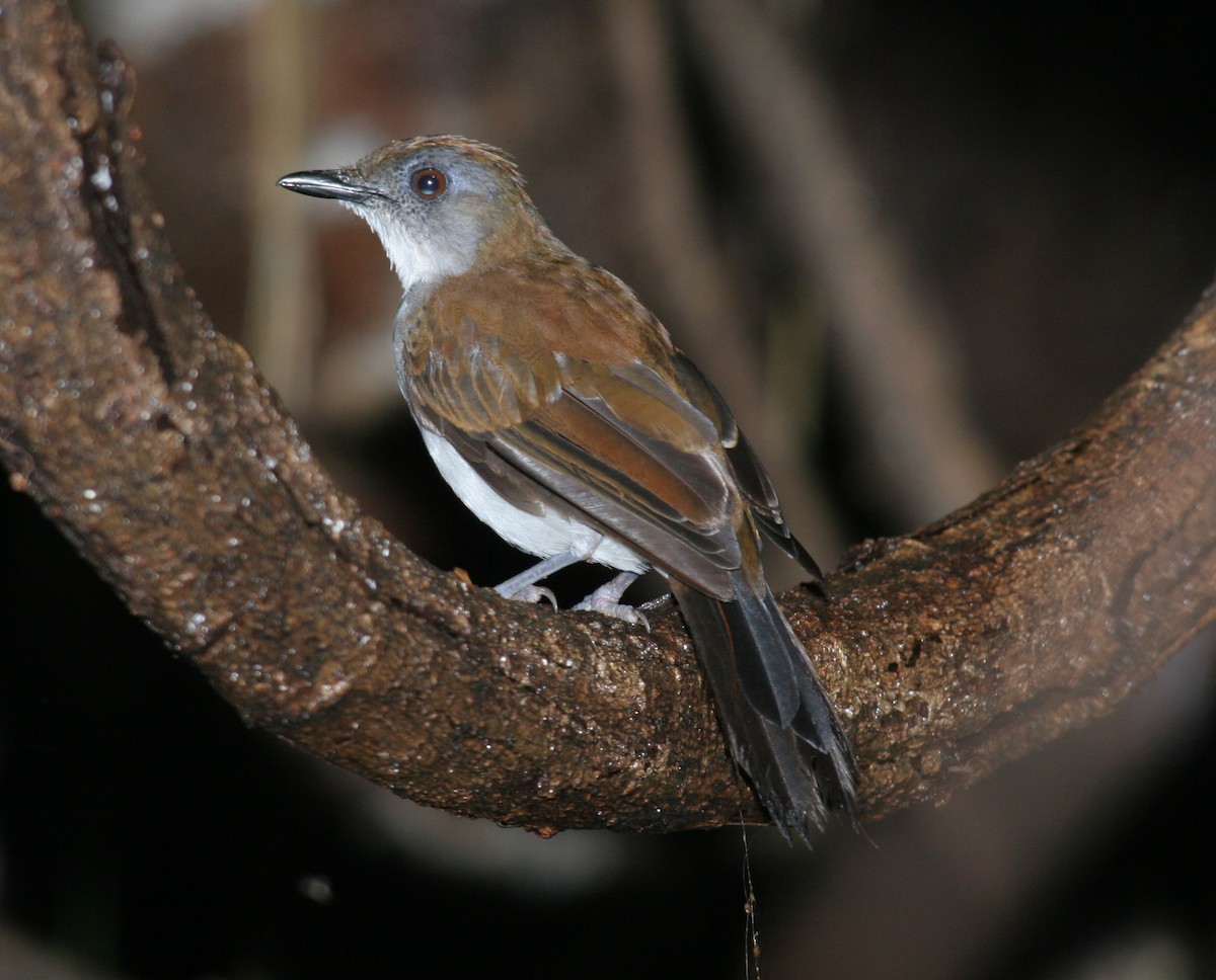 Fire-crested Alethe - Fabio Olmos