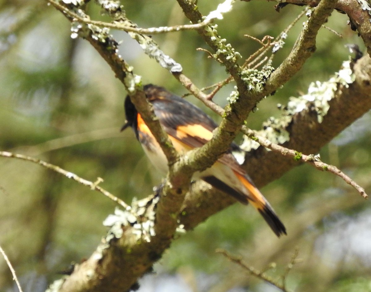 American Redstart - ML229766781