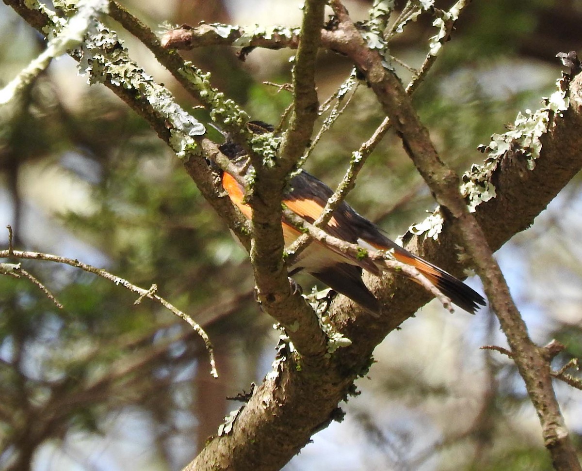 American Redstart - ML229766791