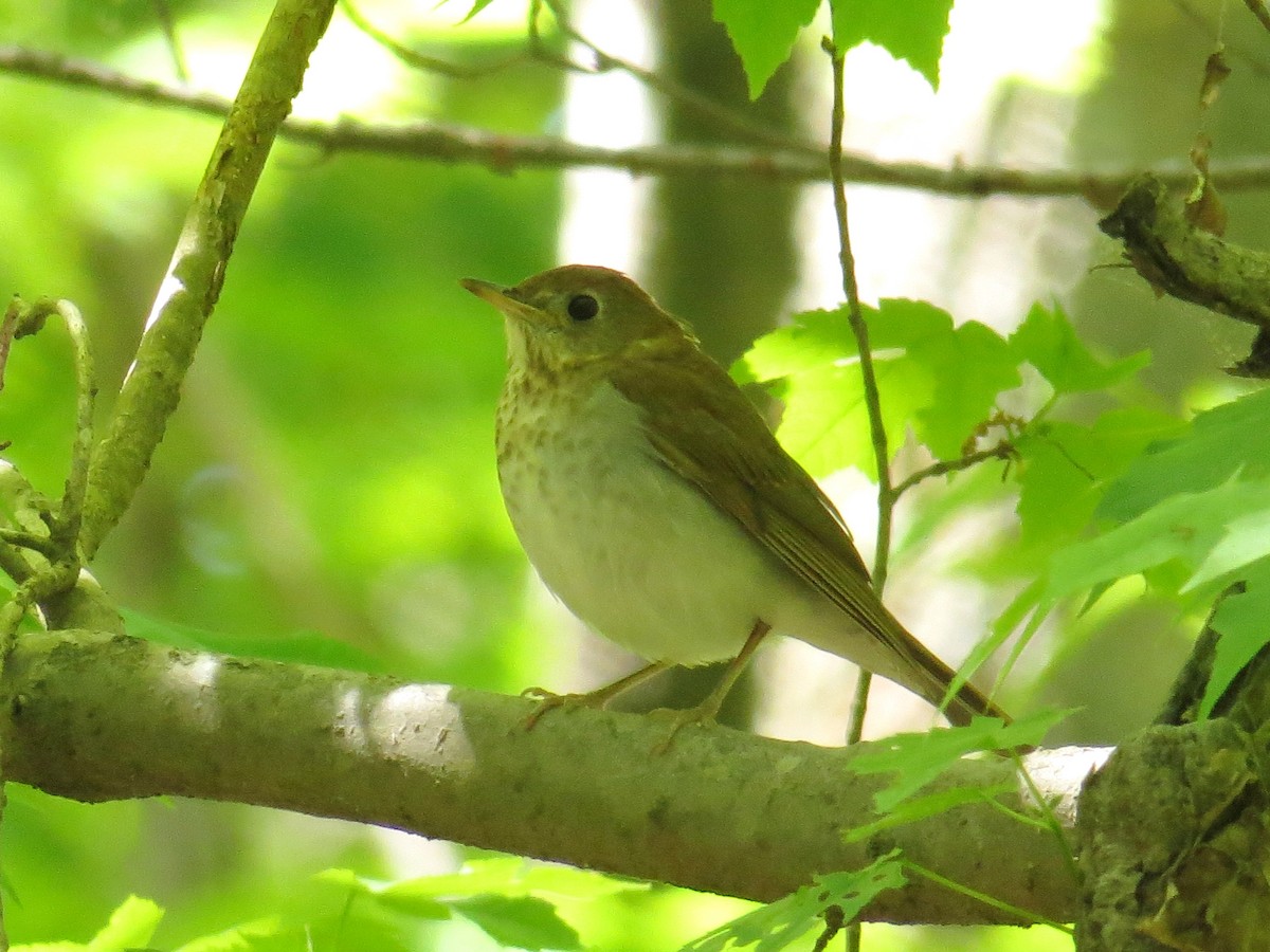 Veery - ML229767131