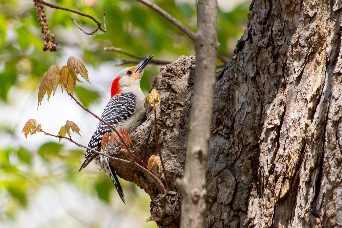 Red-bellied Woodpecker - ML229770061