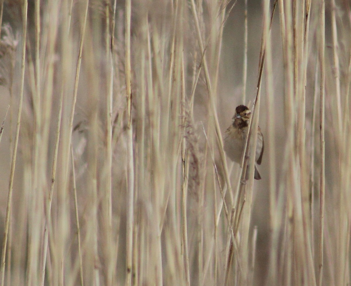 Reed Bunting - ML229770701