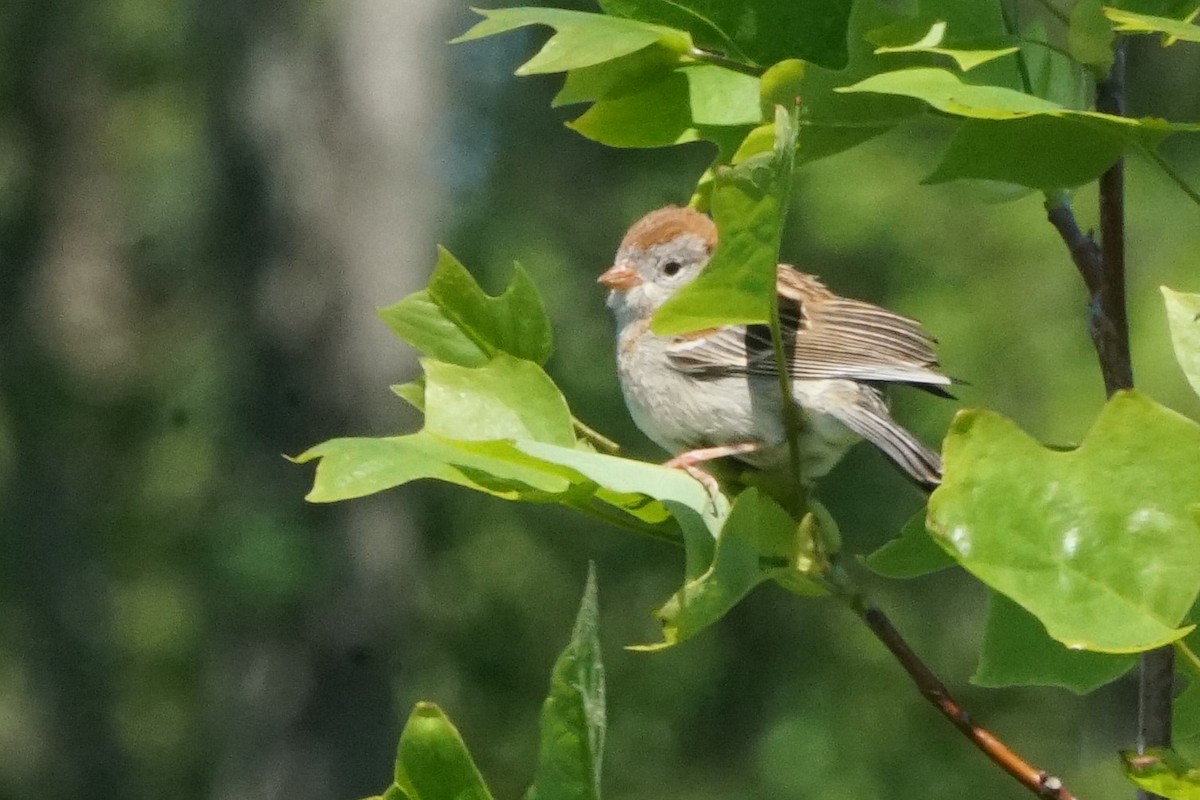 Field Sparrow - Joseph Cooney