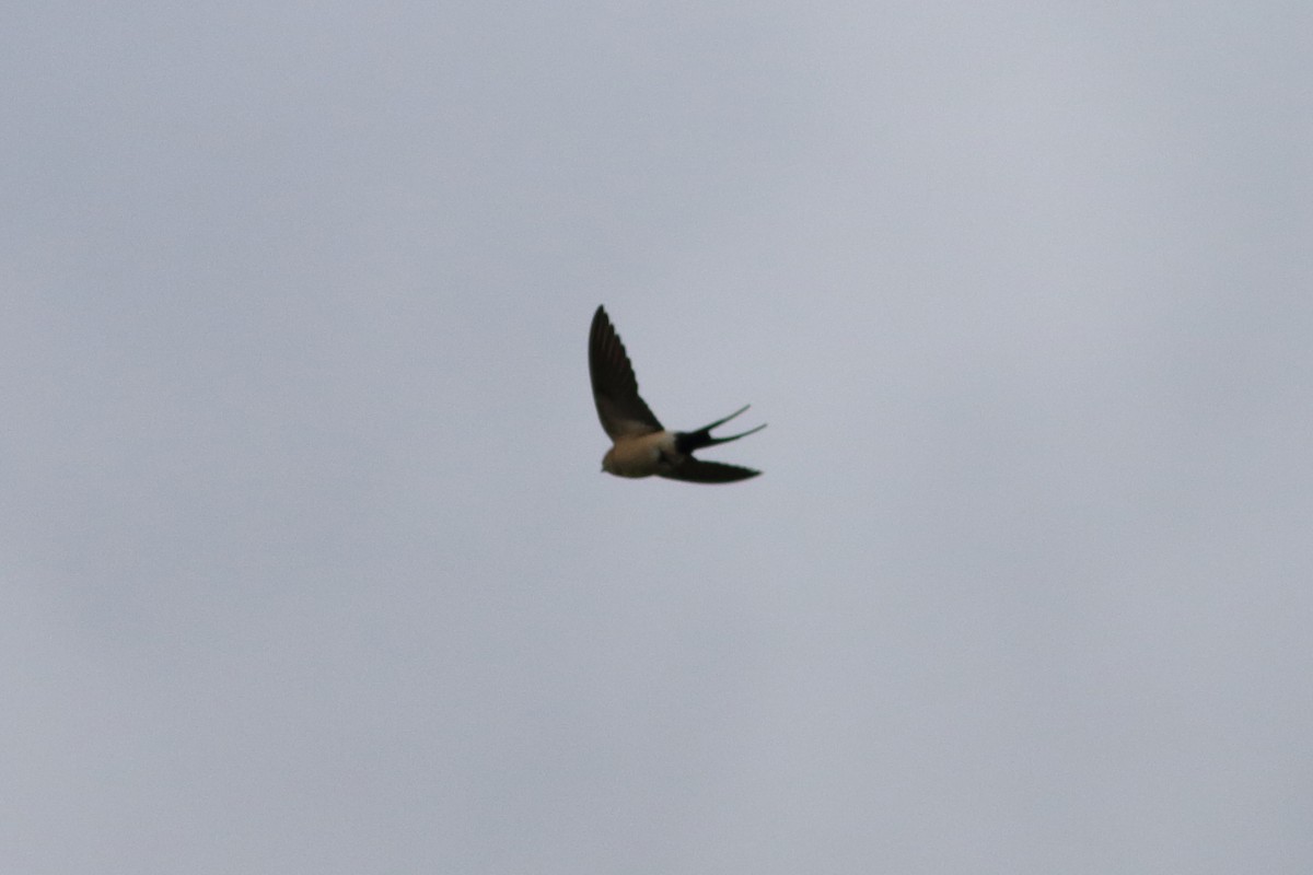 Red-rumped Swallow - ML229773471