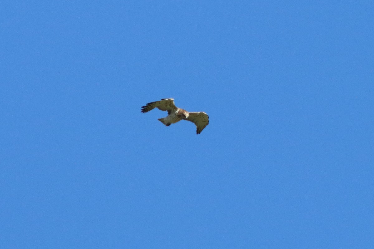 Short-toed Snake-Eagle - ML229773541