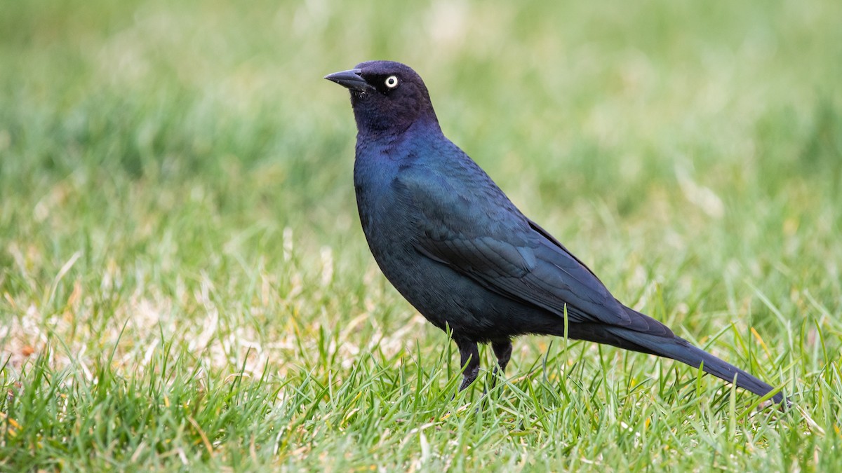 Brewer's Blackbird - ML229774111