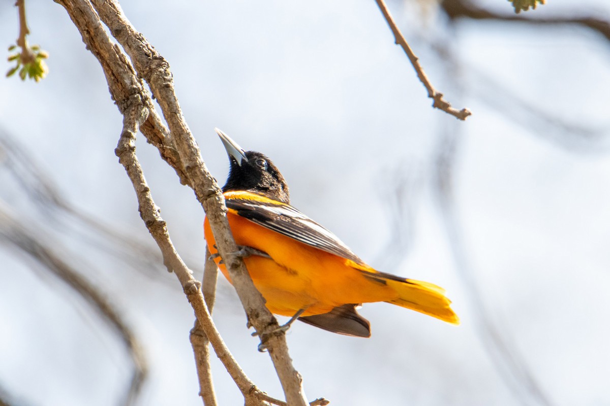 Baltimore Oriole - Mark Millard