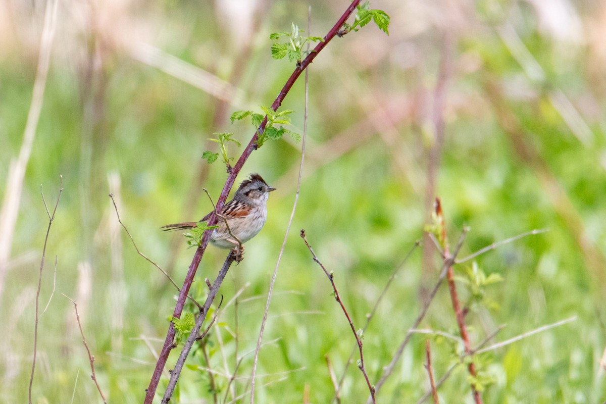 Swamp Sparrow - Mark Millard