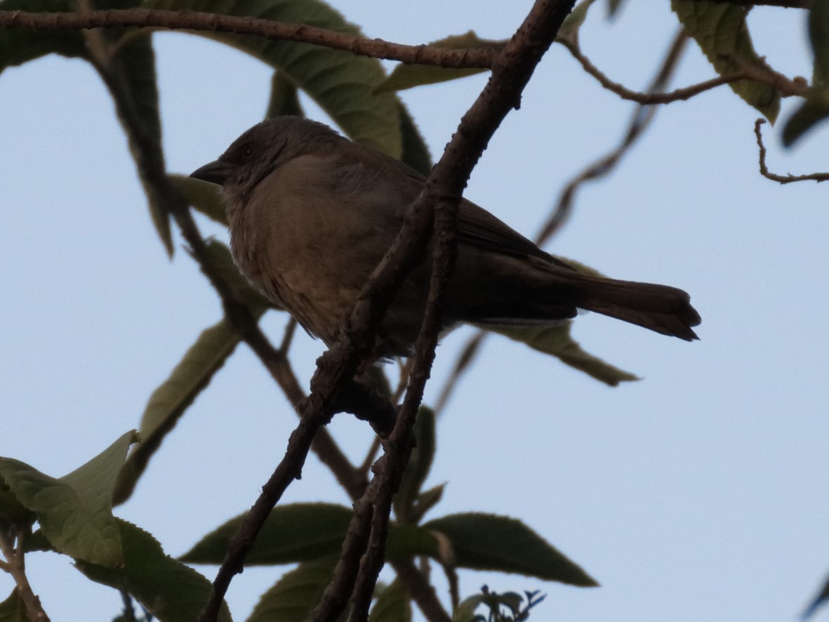 Swainson's Sparrow - ML229778481