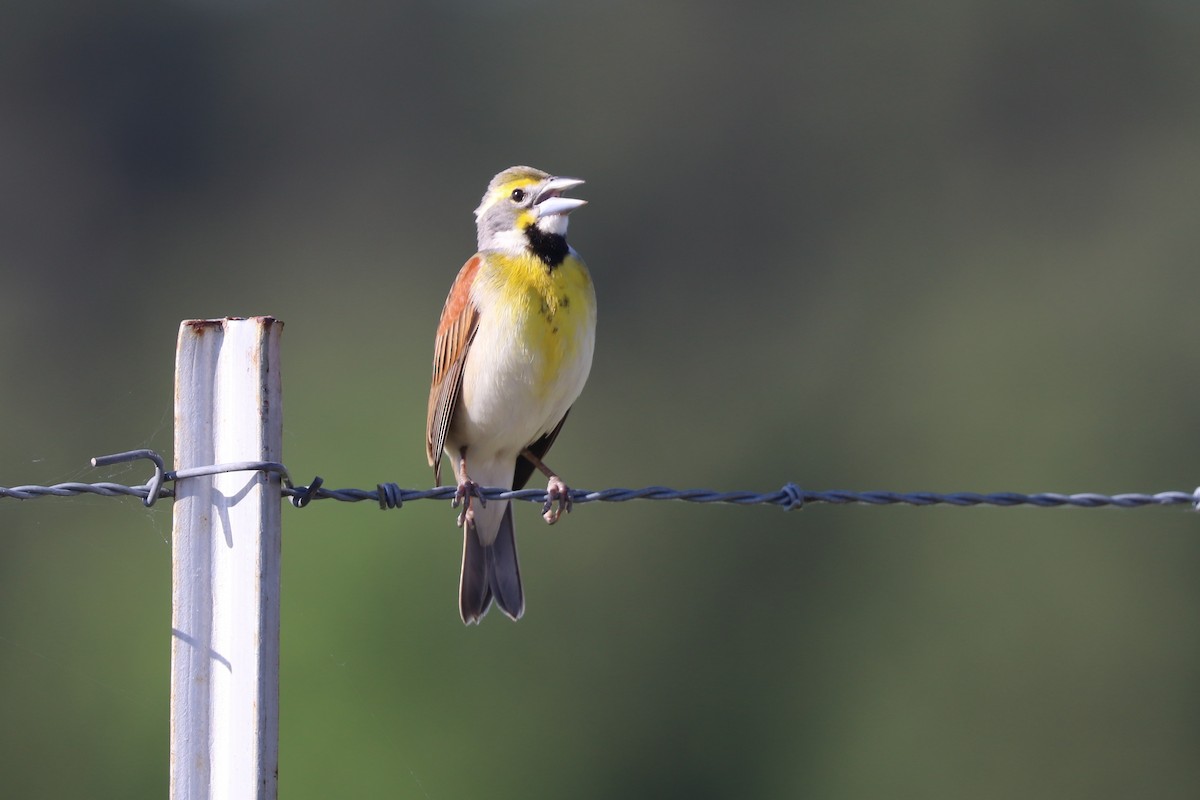 Dickcissel - ML229778561