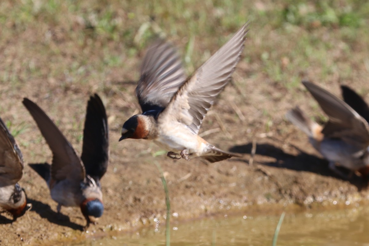 Cliff Swallow - ML229779211