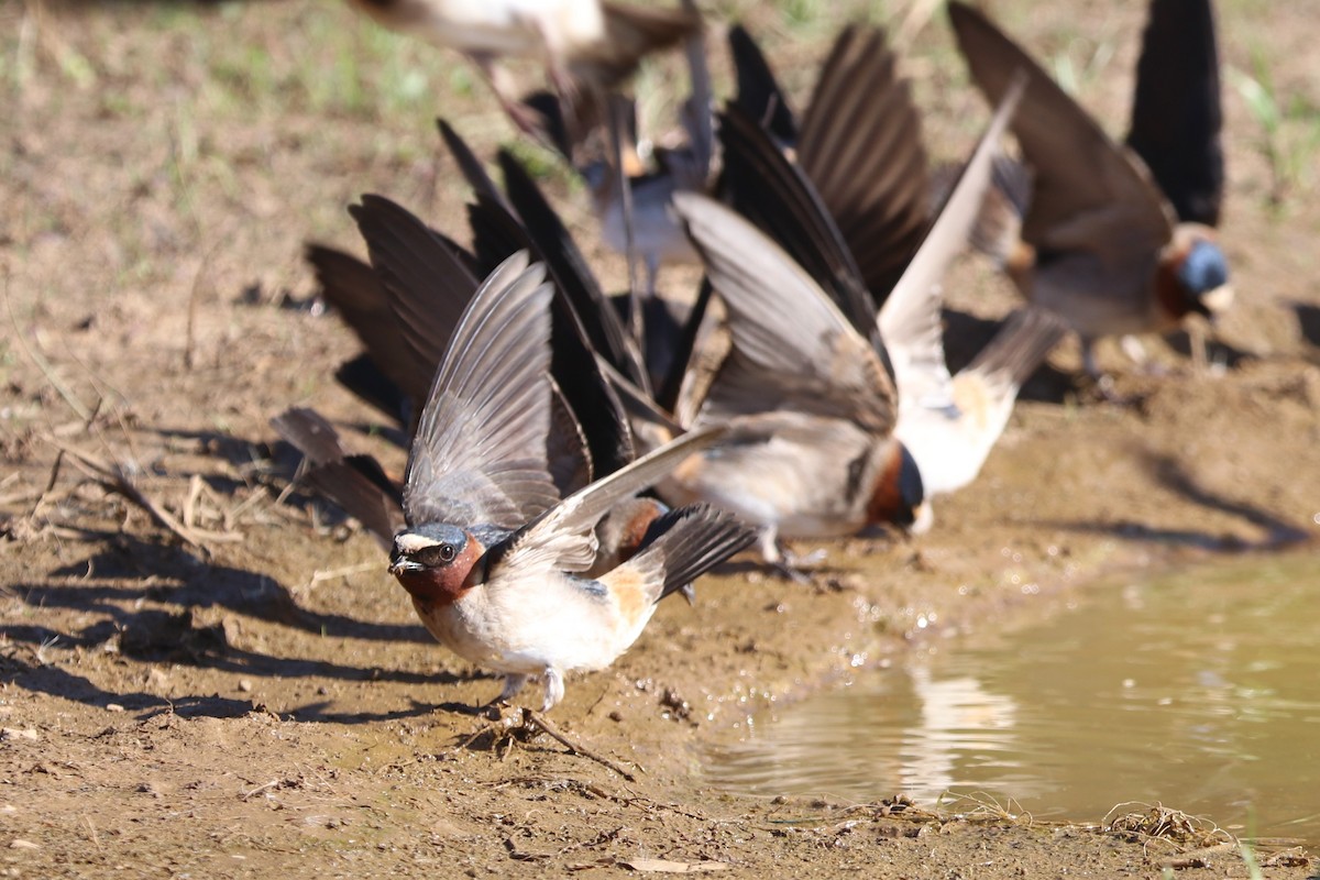 Cliff Swallow - ML229779241