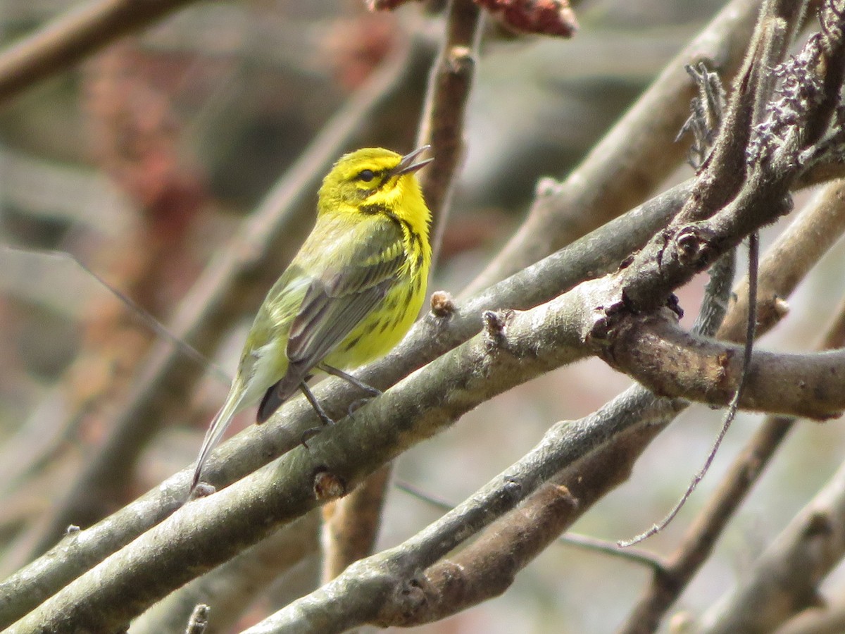 Prairie Warbler - ML229781251