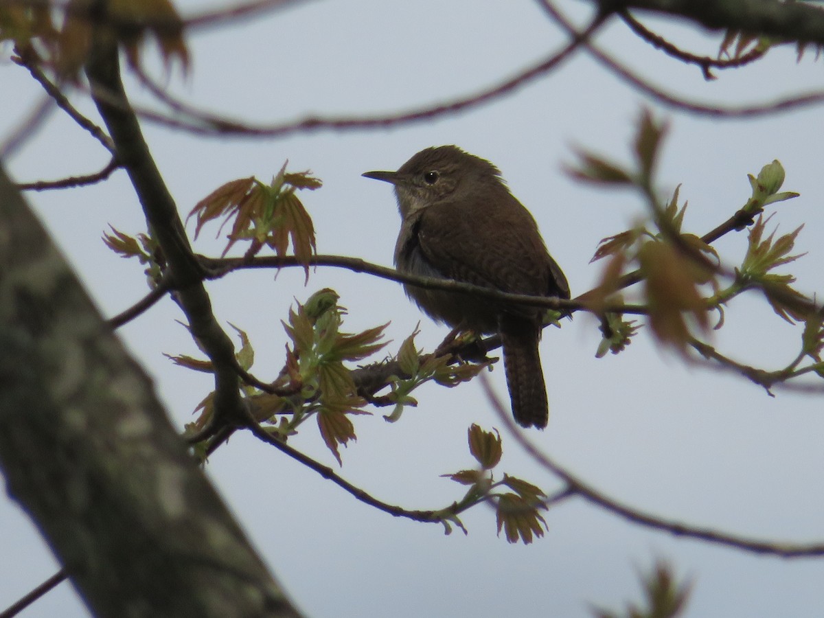 House Wren - Meg Glines