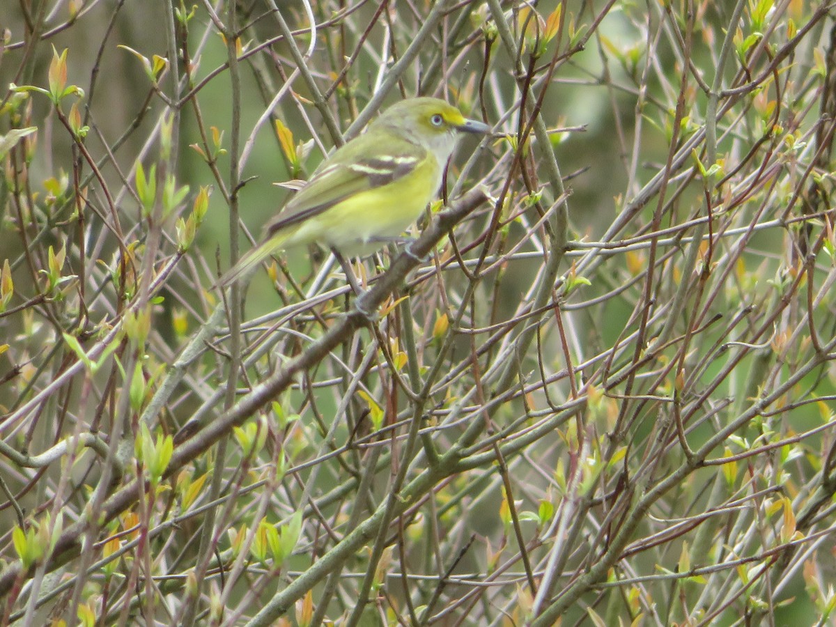 White-eyed Vireo - ML229781421