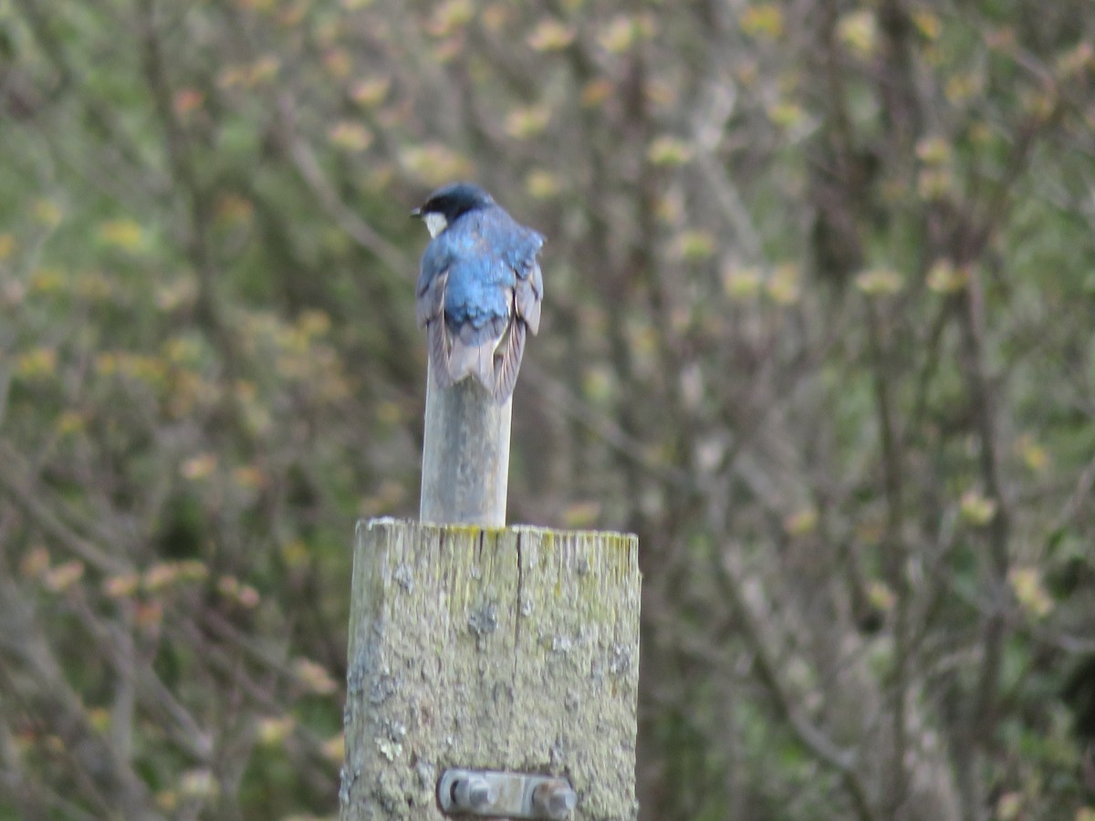 Tree Swallow - ML229782201