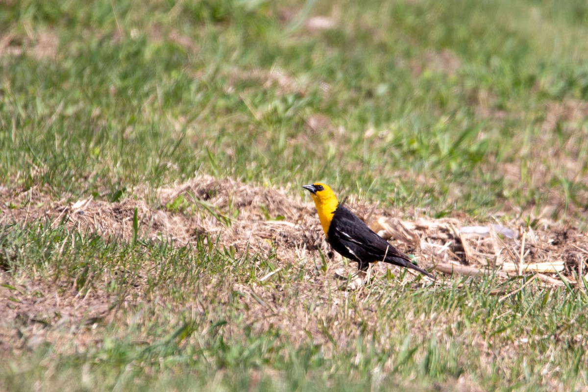 Yellow-headed Blackbird - Mark Millard