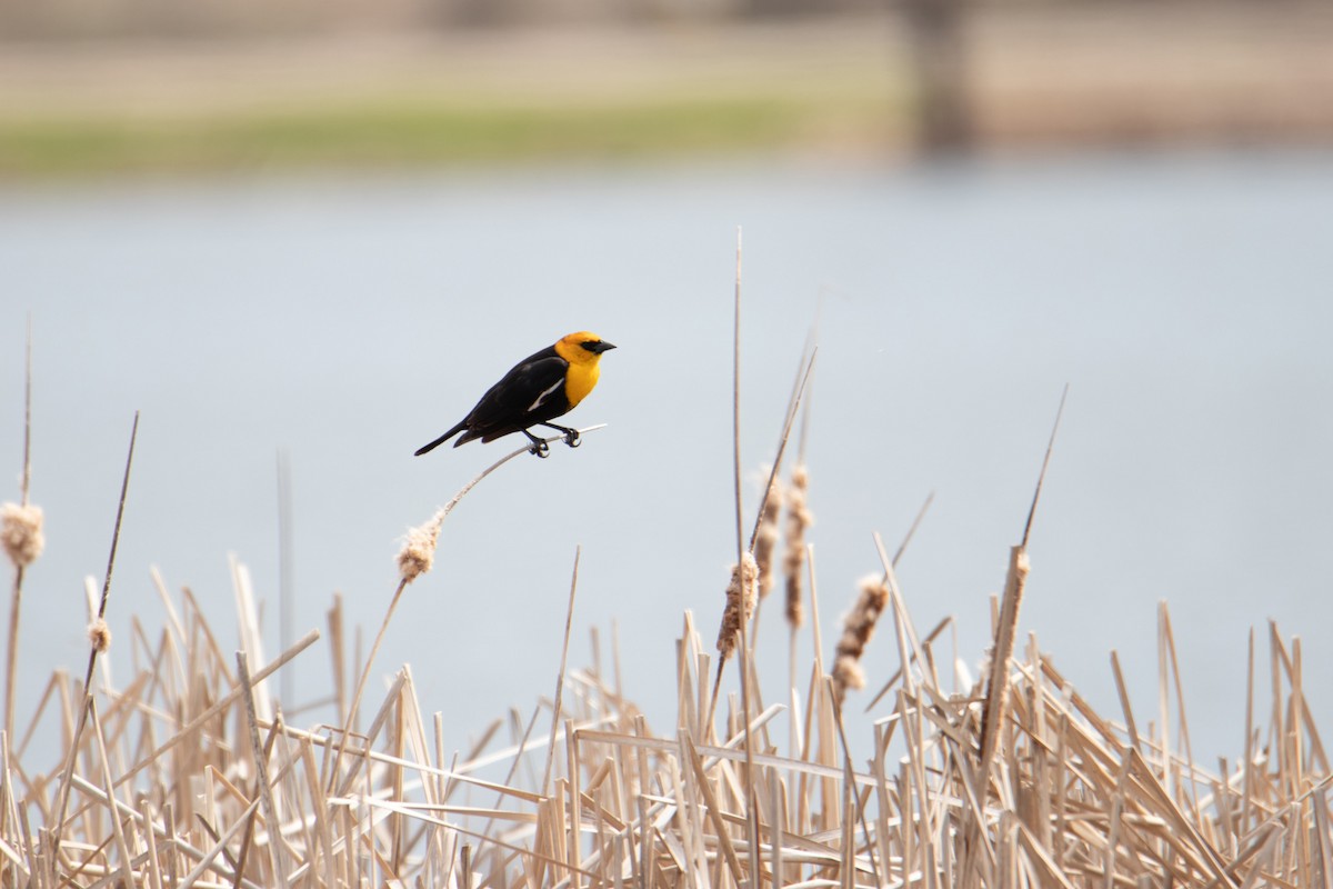 Yellow-headed Blackbird - Mark Millard