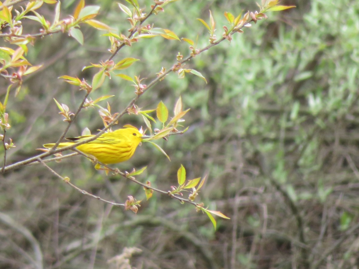 Yellow Warbler - ML229782681