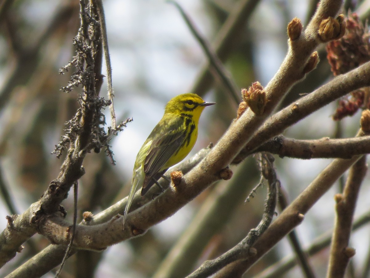 Prairie Warbler - Meg Glines