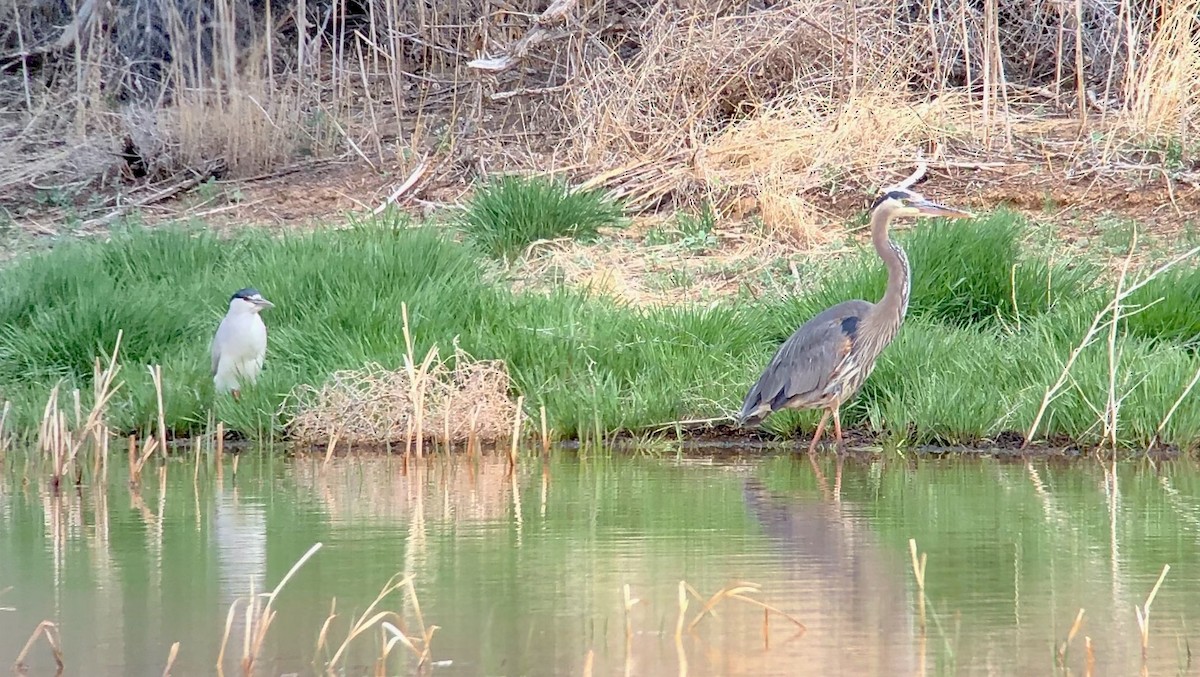 Black-crowned Night Heron - ML229782911